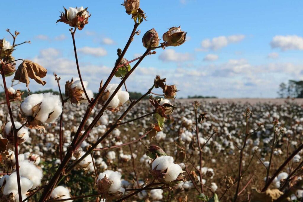 Cotton Heads into the Weekend with Strength Cotton Heads into the Weekend with Strength