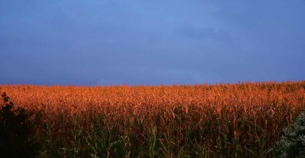Corn Getting Pressured Lower at Midday Corn Getting Pressured Lower at Midday