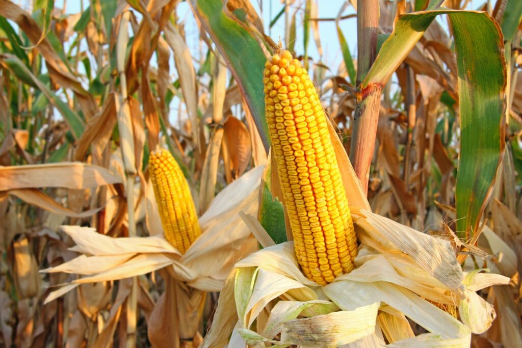 Corn Rallying off Early Lows as Trade Details to Come Monday Corn Rallying off Early Lows as Trade Details to Come Monday